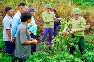TỔNG KẾT MÔ HÌNH TRÌNH DIỄN TRỒNG LẠC ĐỎ TB29 VỤ XUÂN HÈ NĂM 2026 TẠI BẢN NA CÔ SA 4, XÃ QUẢNG LÂM