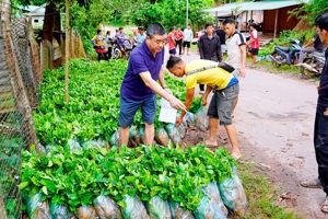 XÃ QUẢNG LÂM HƠN 62.000 CÂY GIỐNG CÀ PHÊ ĐÃ ĐƯỢC CẤP CHO 36 HỘ DÂN