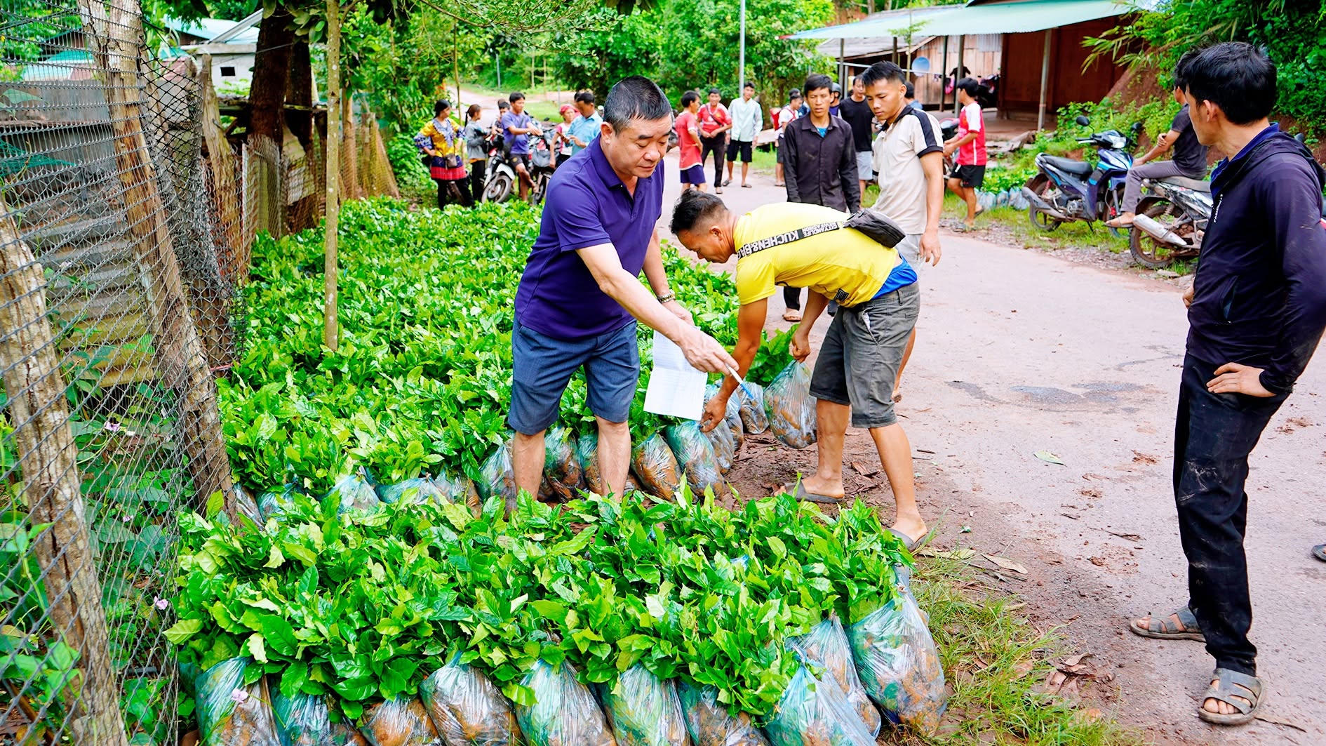 XÃ QUẢNG LÂM HƠN 62.000 CÂY GIỐNG CÀ PHÊ ĐÃ ĐƯỢC CẤP CHO 36 HỘ DÂN